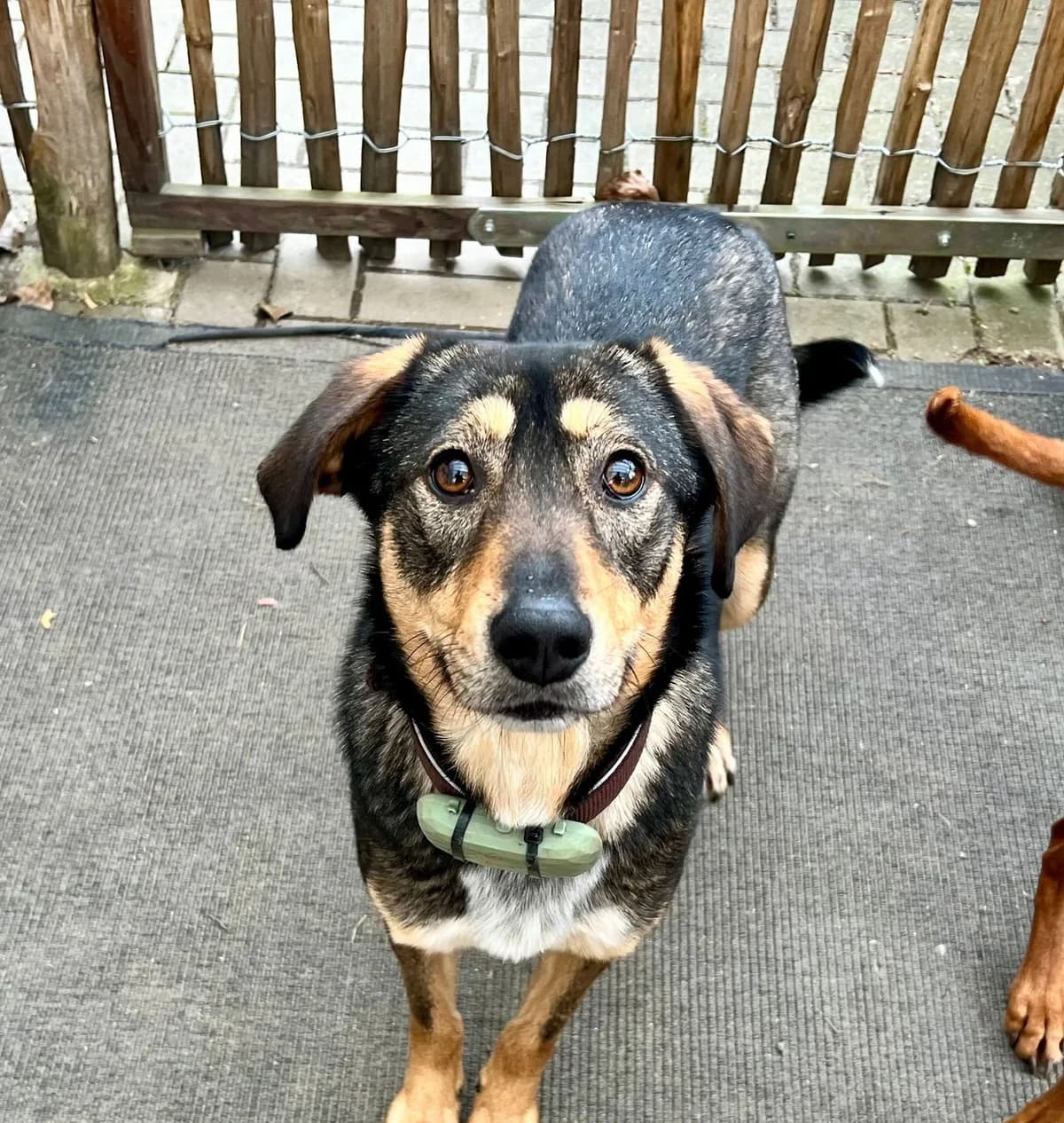 Daphne, female young Mixed Breed for adoption at Ein Herz für Streuner e.V., München