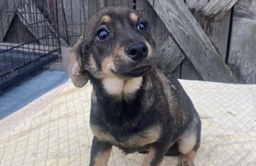Daria, Mixed Breed for adoption at Ein Herz für Streuner e.V., München