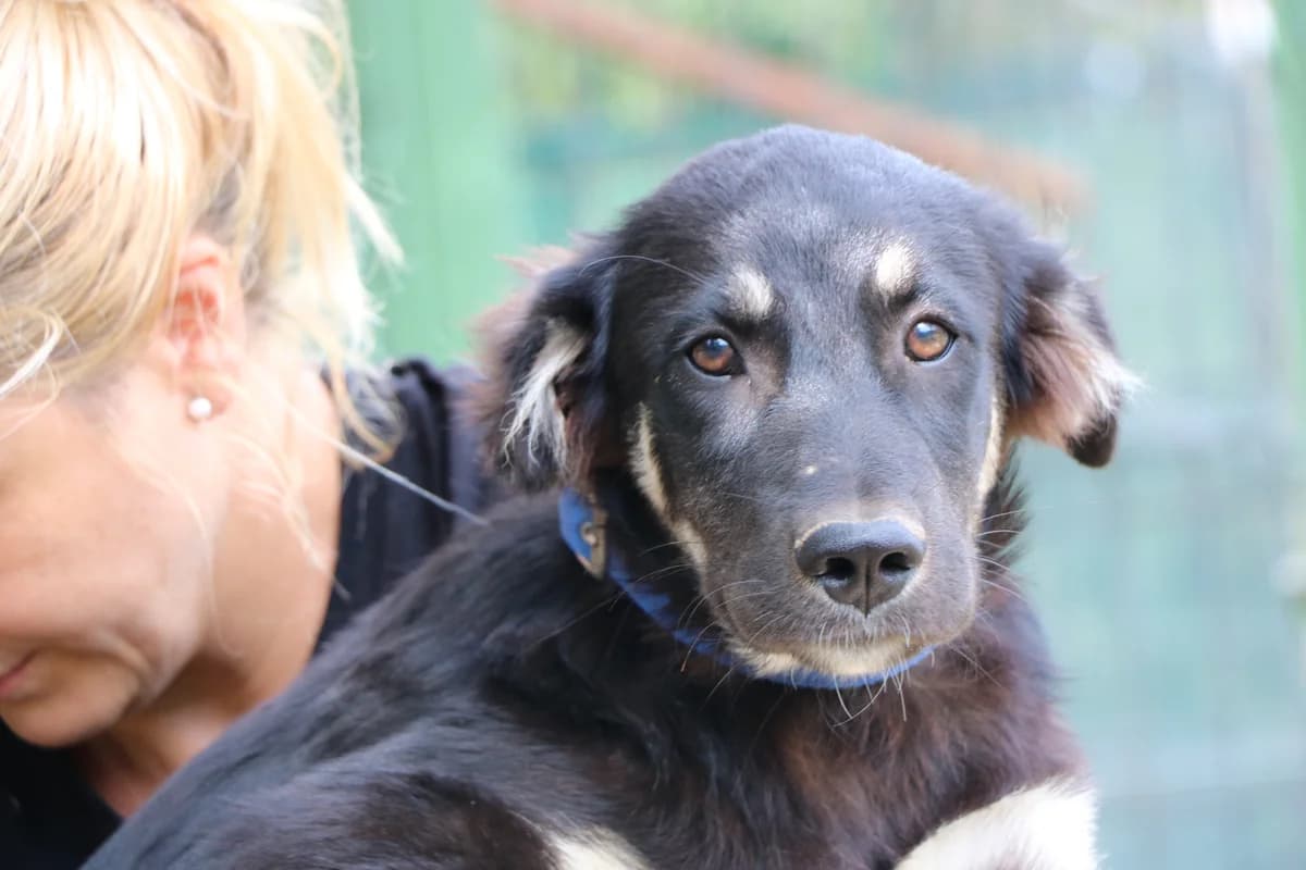 Daria, female puppy Mixed Breed for adoption at Ein Herz für Streuner e.V., München