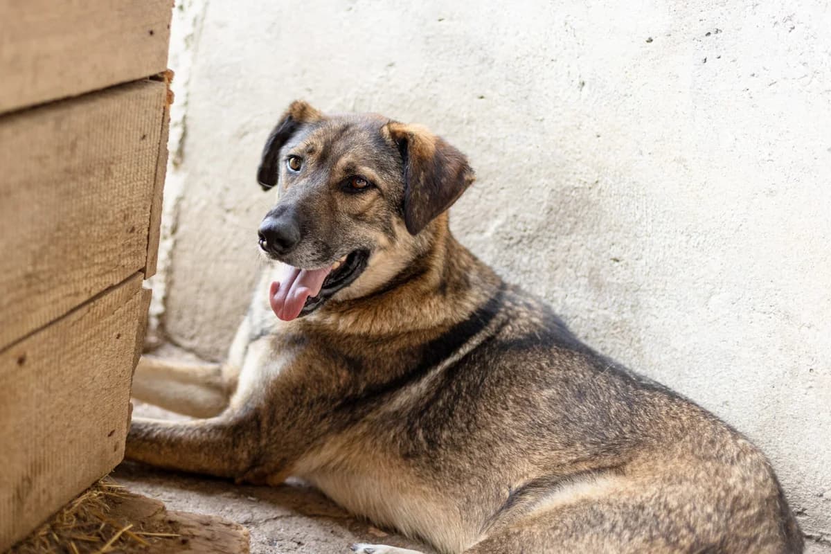 Darian, male 3yo Mixed Breed for adoption at Ein Herz für Streuner e.V., München