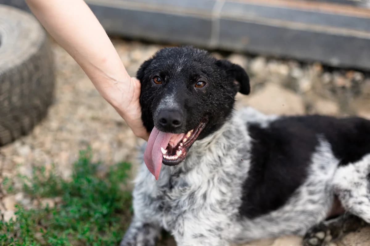 Daris, schwarz male 5yo Mixed Breed for adoption at Ein Herz für Streuner e.V., München