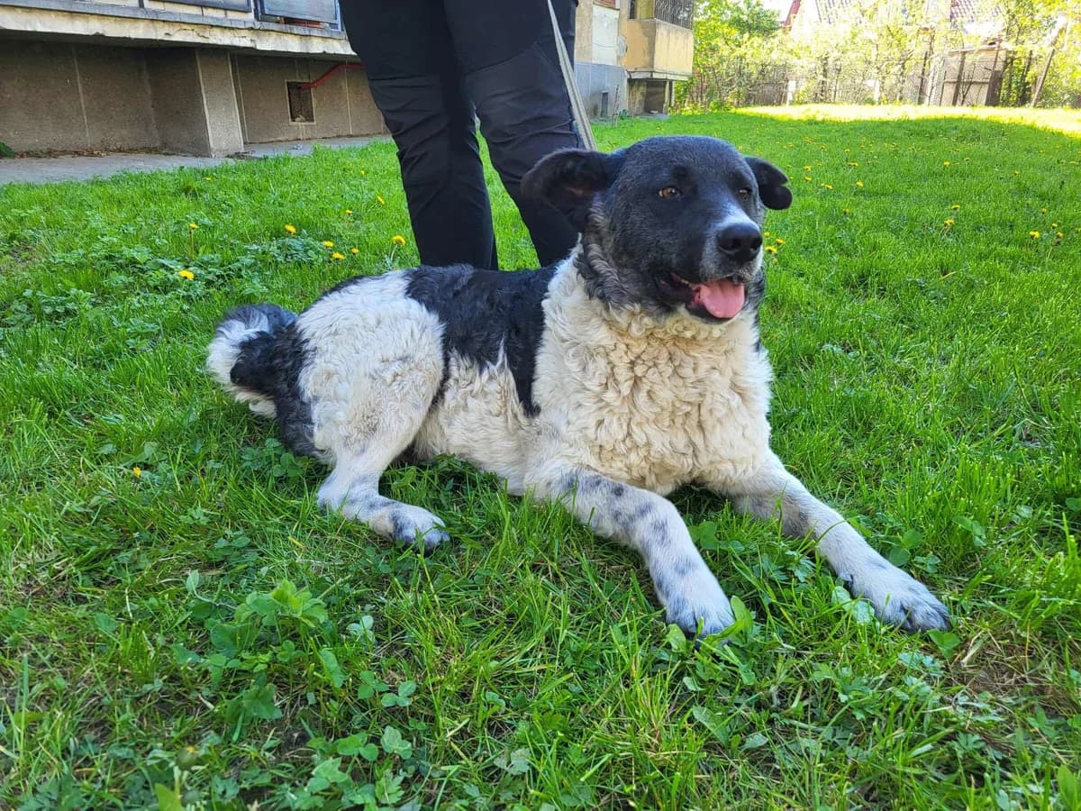 Darius, male young Mixed Breed for adoption at Ein Herz für Streuner e.V., München