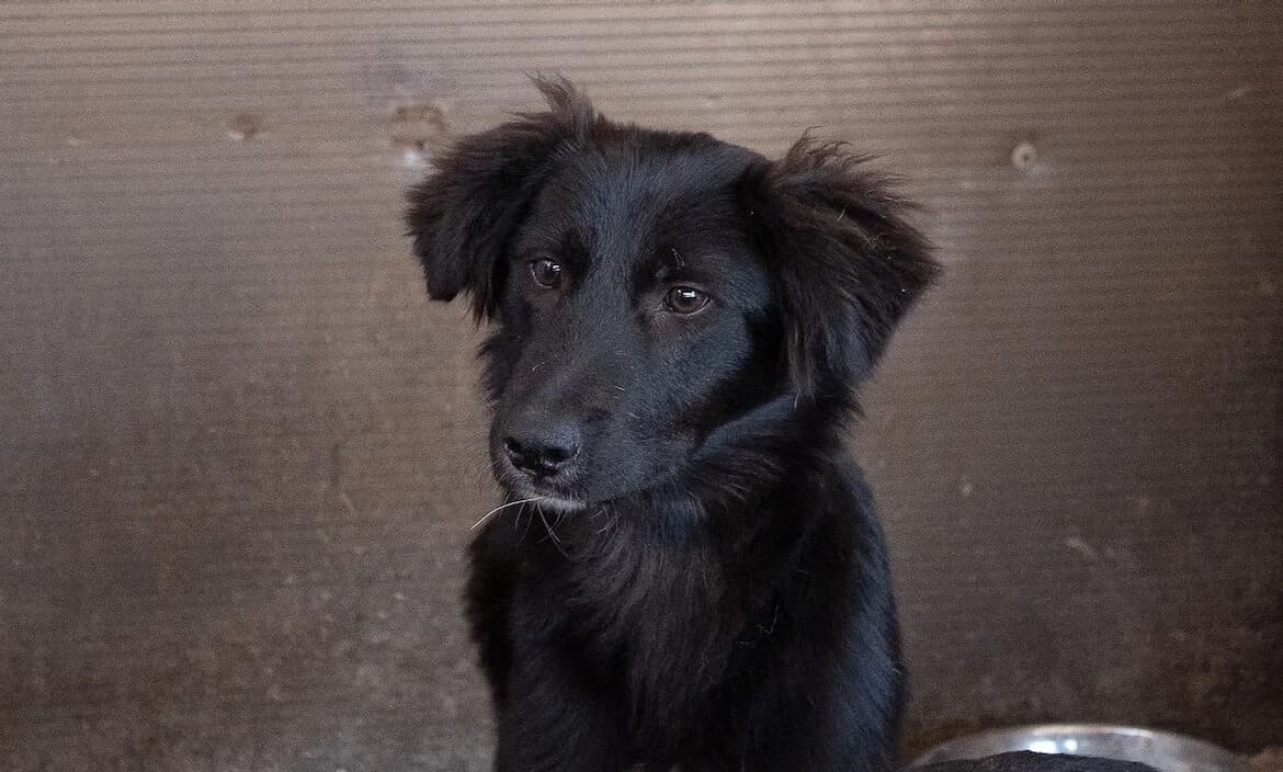 Darja, weiß female puppy Mixed Breed for adoption at Ein Herz für Streuner e.V., München