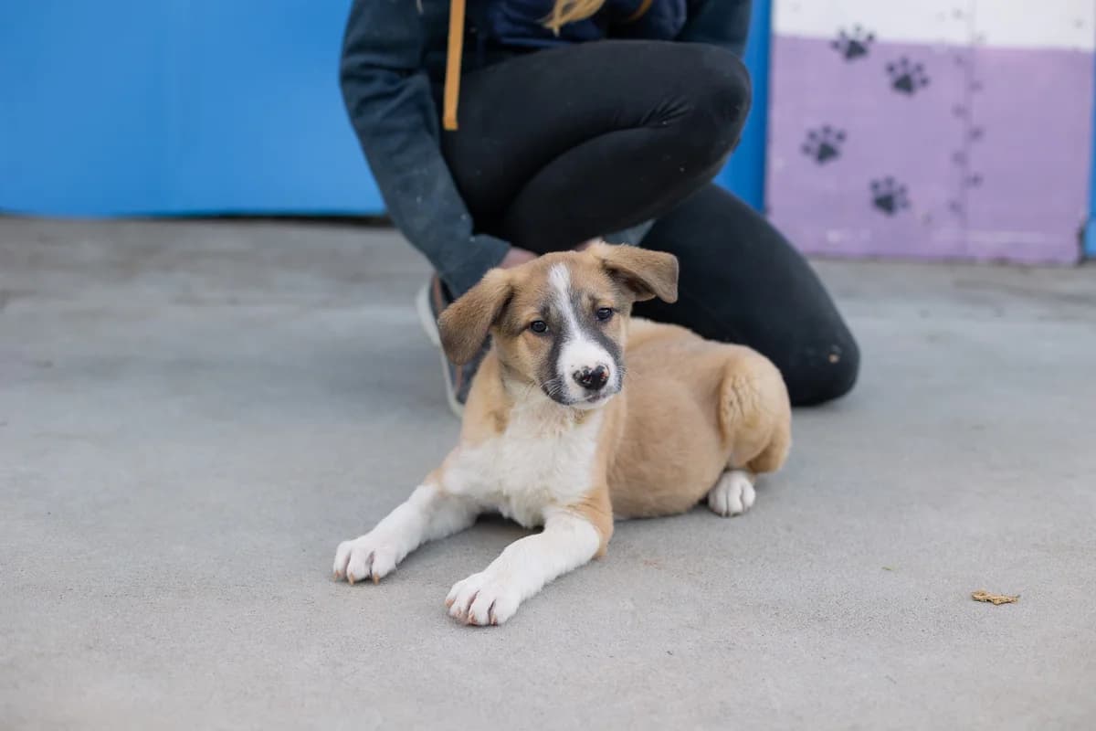 Darjo, weiß male puppy Mixed Breed for adoption at Ein Herz für Streuner e.V., München