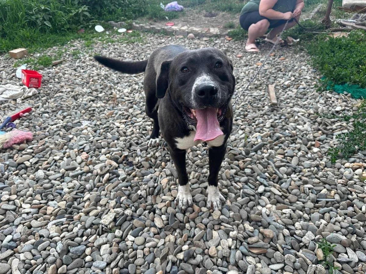 Darko, male 4yo Mixed Breed for adoption at Ein Herz für Streuner e.V., München