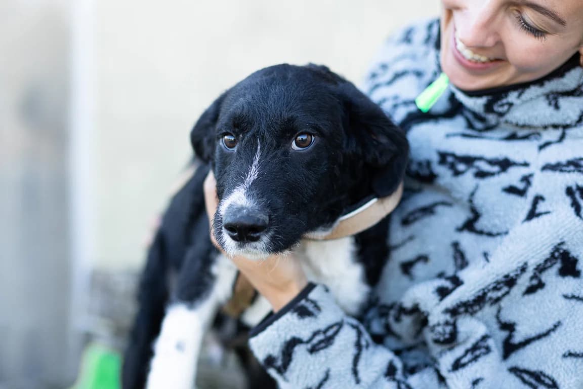 Darly, weiß male puppy Mixed Breed for adoption at Ein Herz für Streuner e.V., München