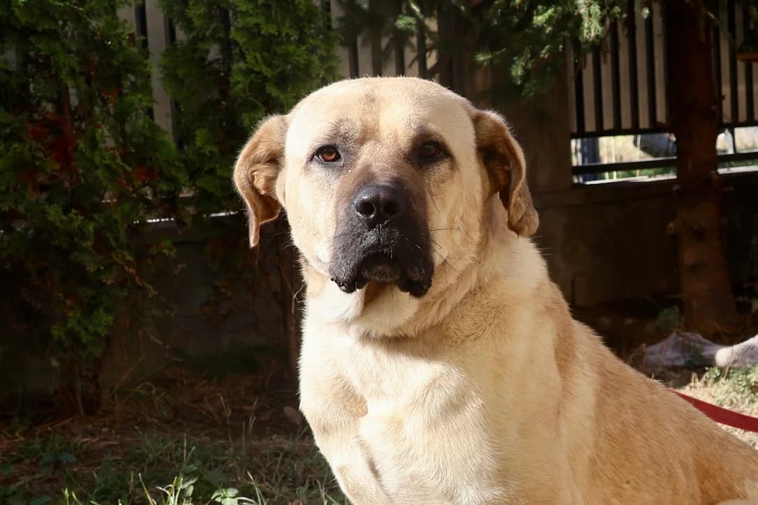 Darwin, male 4yo Mixed Breed for adoption at Ein Herz für Streuner e.V., München