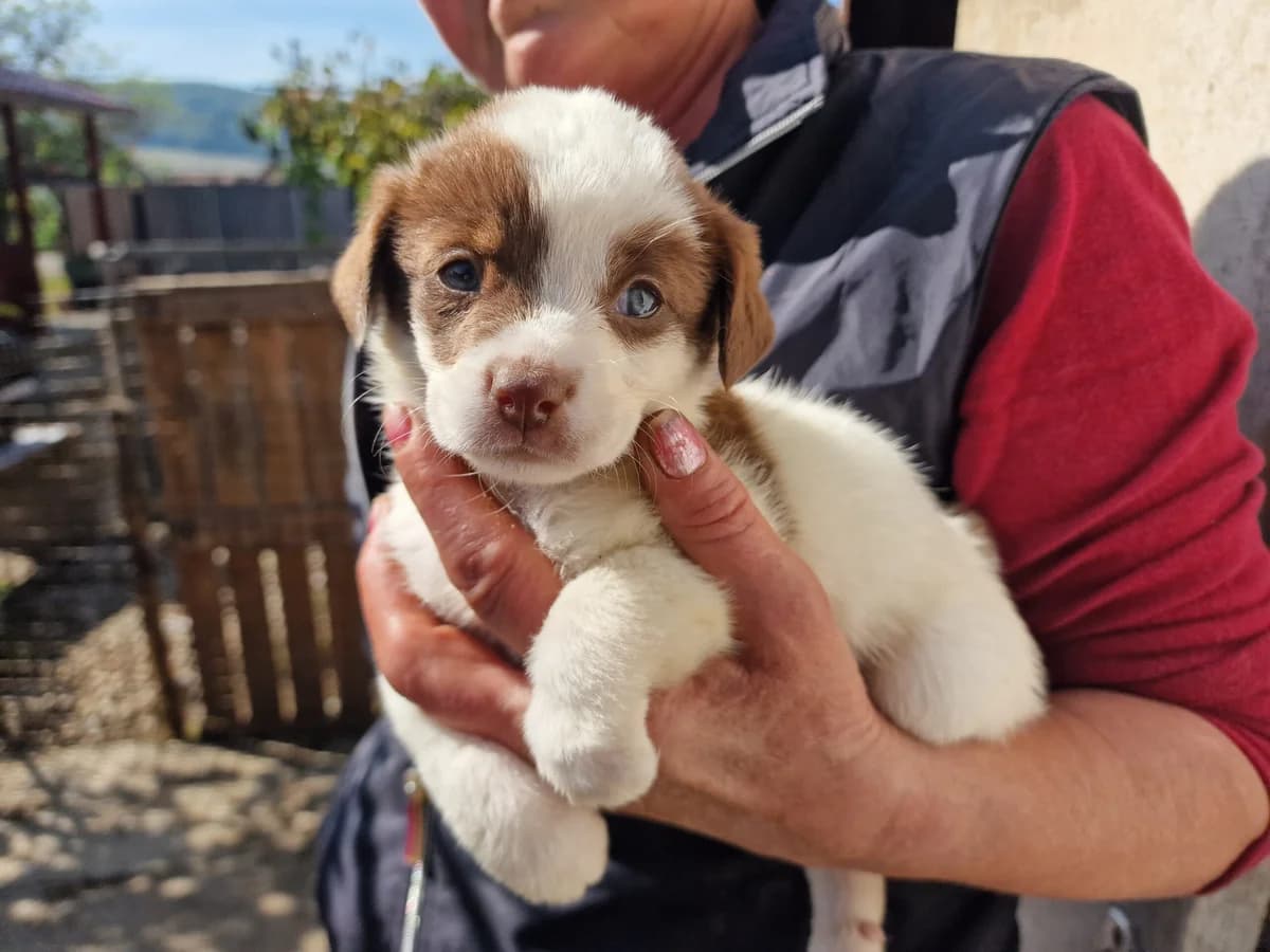 Daschenka, weiß puppy Mixed Breed for adoption at Ein Herz für Streuner e.V., München