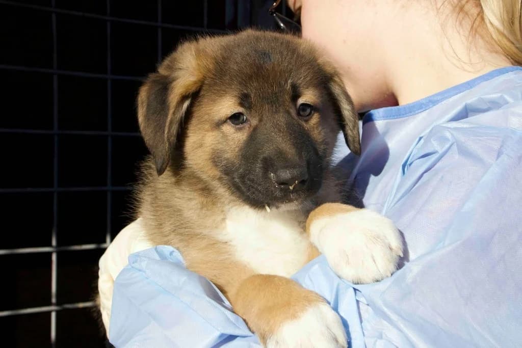 Dave, braun male puppy Mixed Breed for adoption at Ein Herz für Streuner e.V., München