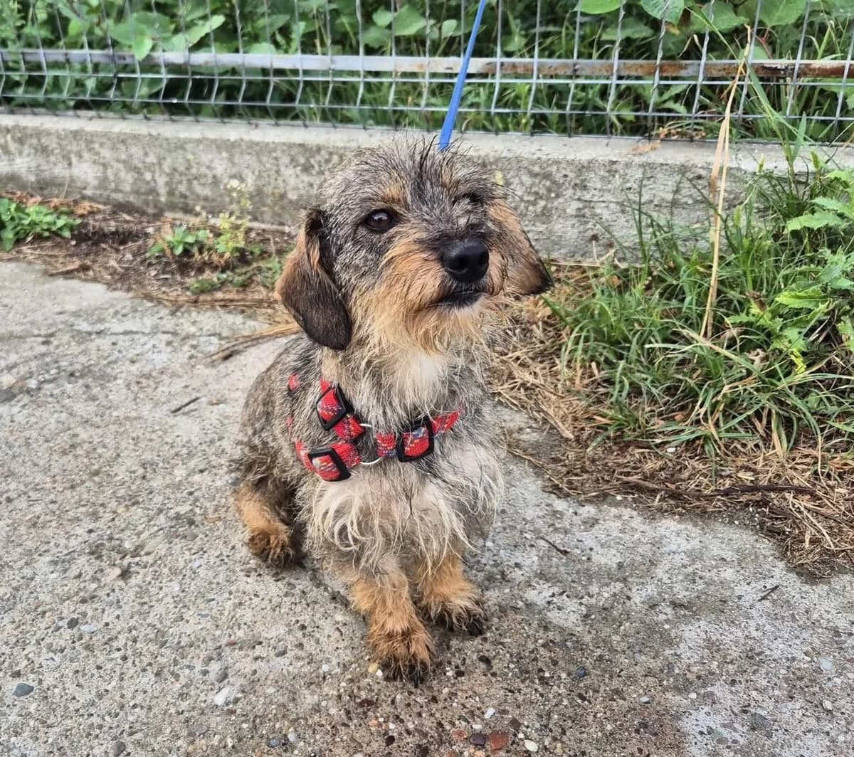Daysi, female 5yo Mixed Breed for adoption at Ein Herz für Streuner e.V., München
