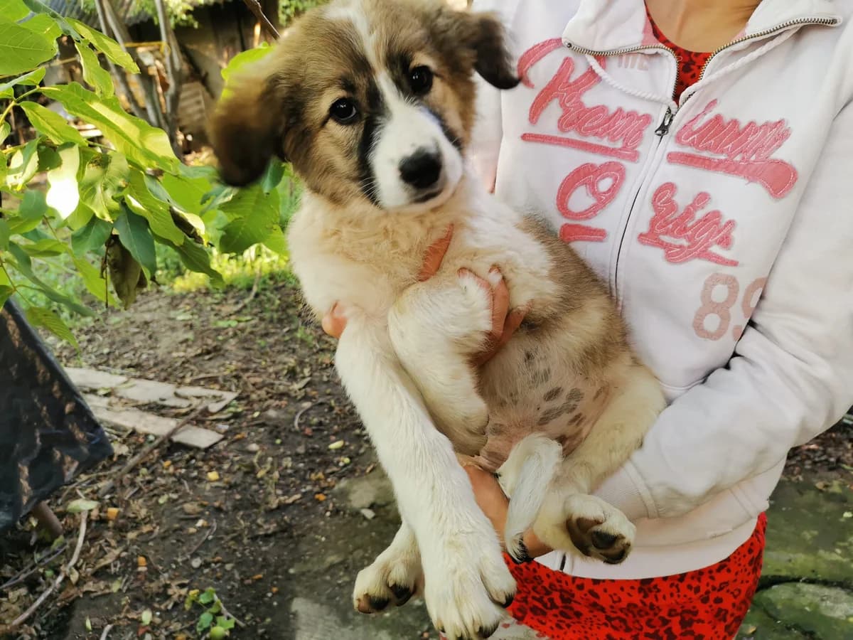 Dea, weiß female puppy Mixed Breed for adoption at Ein Herz für Streuner e.V., München