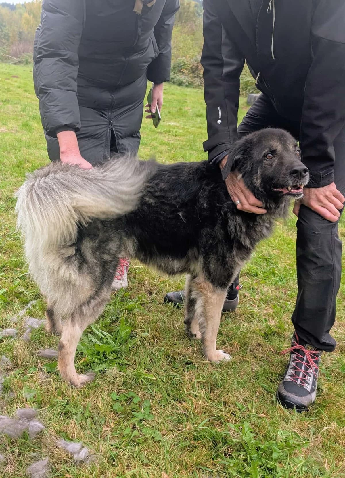 Dean, male 5yo Mixed Breed for adoption at Ein Herz für Streuner e.V., München