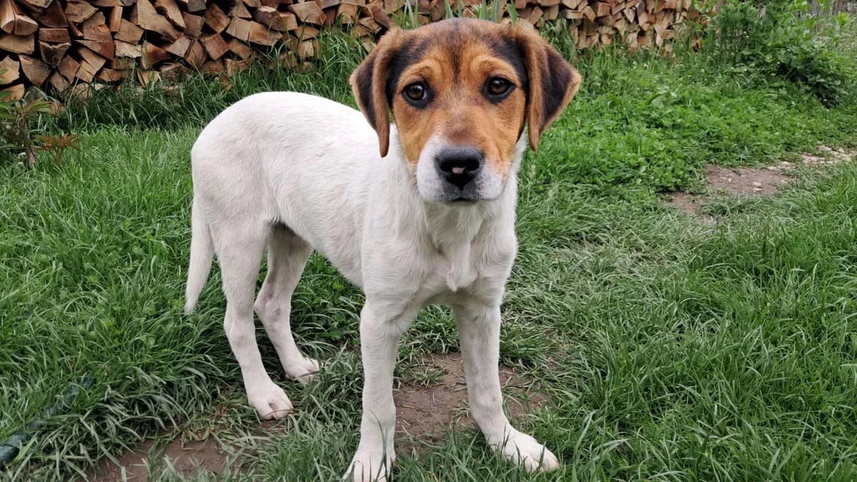 Debby, weiß Mixed Breed for adoption at Ein Herz für Streuner e.V., München