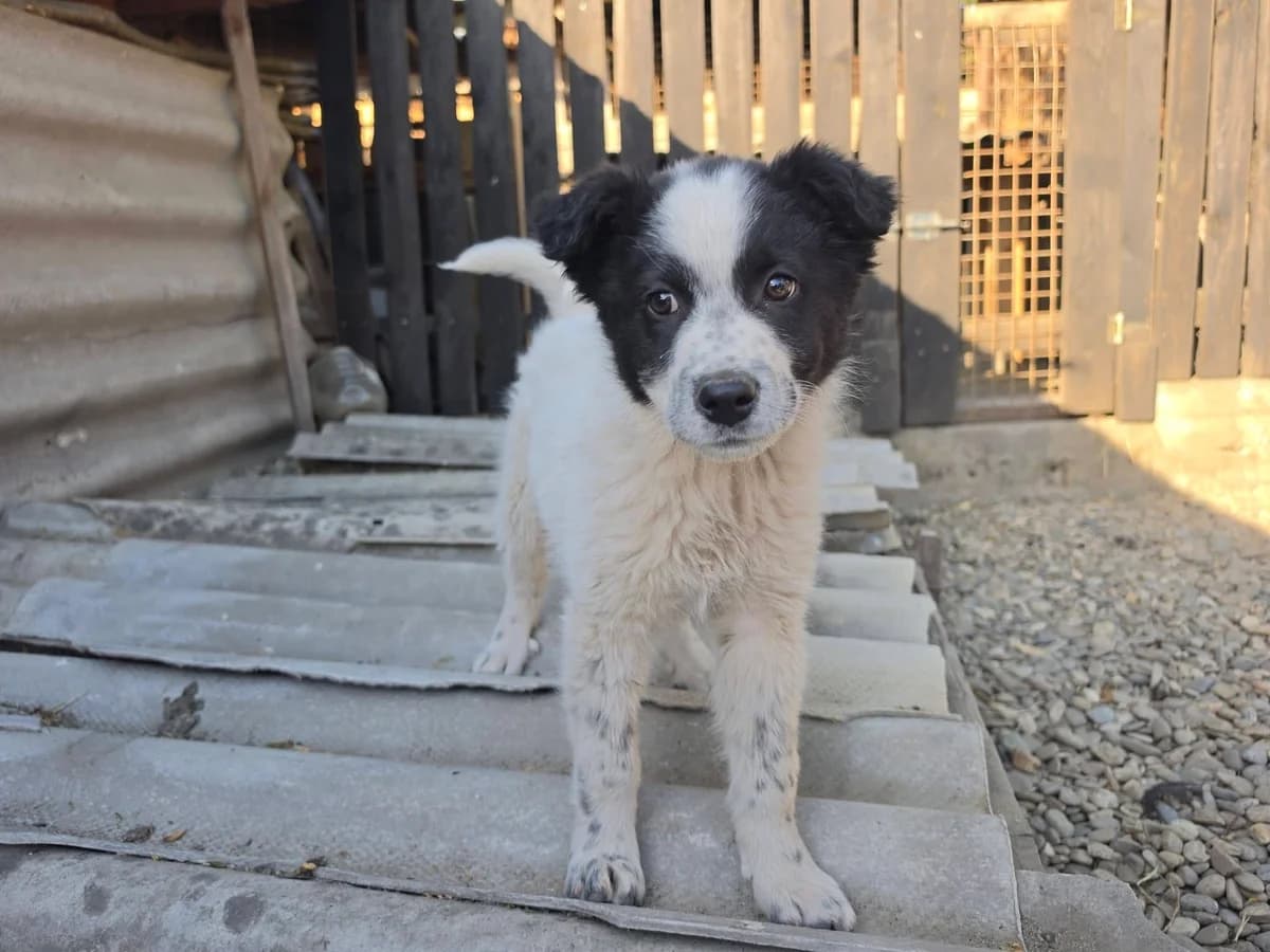 Deda, female puppy Mixed Breed for adoption at Ein Herz für Streuner e.V., München