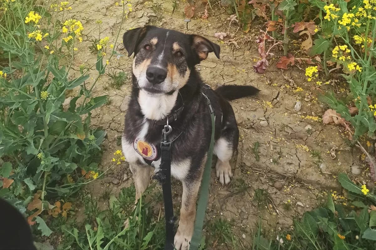 Deegan, male 5yo Mixed Breed for adoption at Ein Herz für Streuner e.V., München