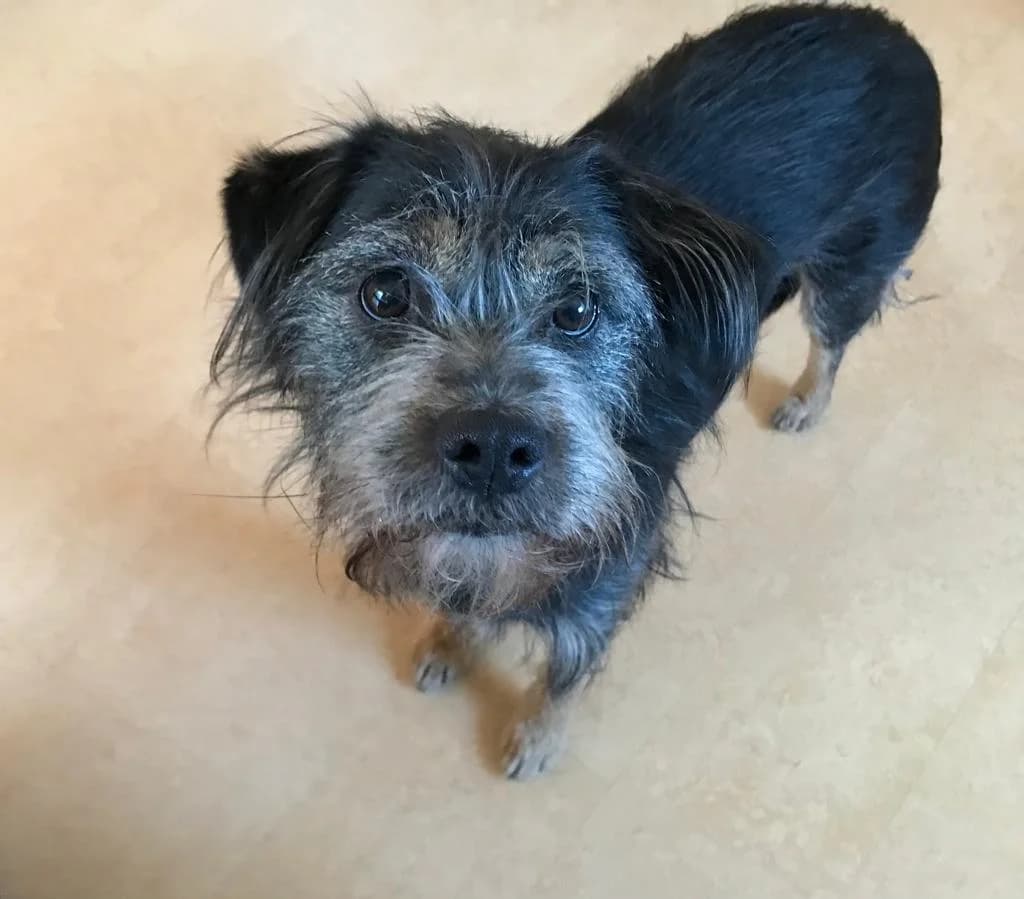 DEEN, jetzt Gustl, male 7yo Mixed Breed for adoption at Ein Herz für Streuner e.V., München