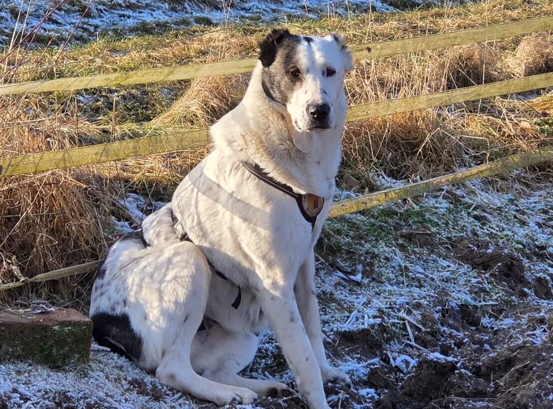 Deenah, female 6yo Mixed Breed for adoption at Ein Herz für Streuner e.V., München