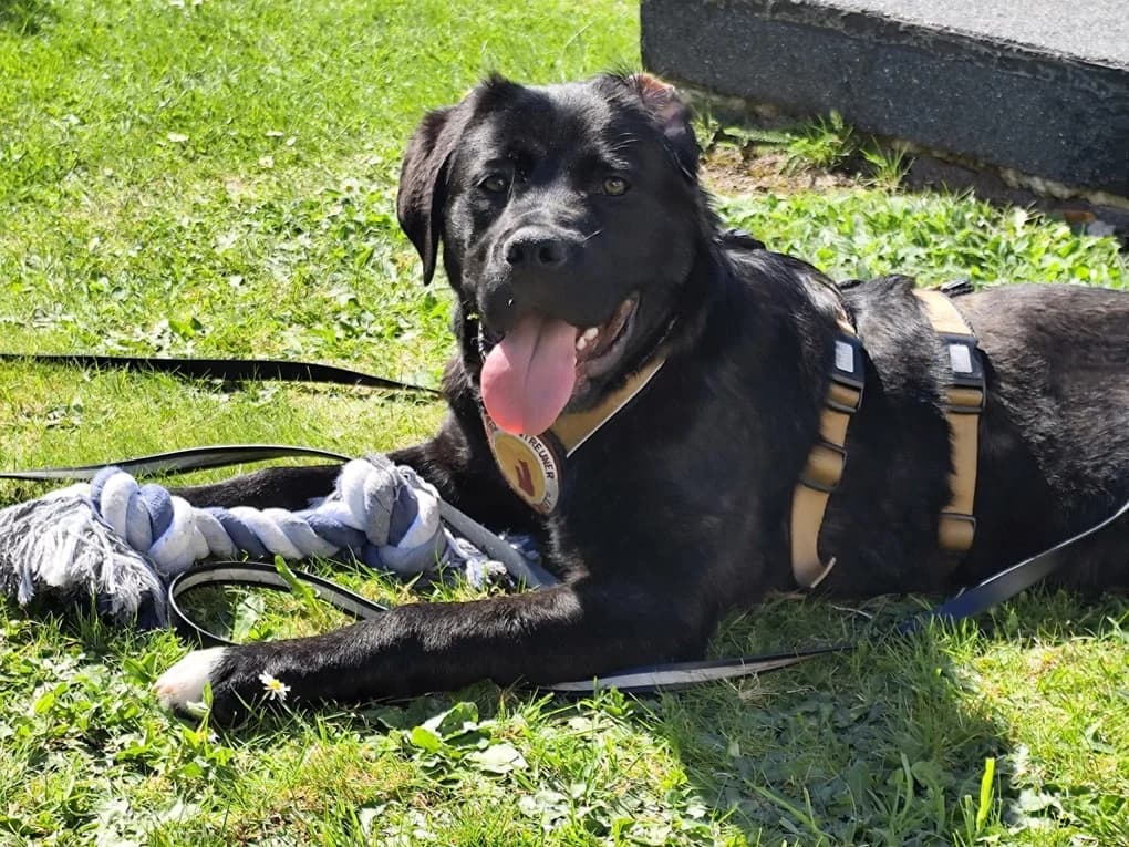 Deja, female puppy Mixed Breed for adoption at Ein Herz für Streuner e.V., München