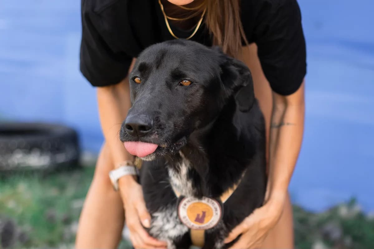 Delany, female 5yo Mixed Breed for adoption at Ein Herz für Streuner e.V., München