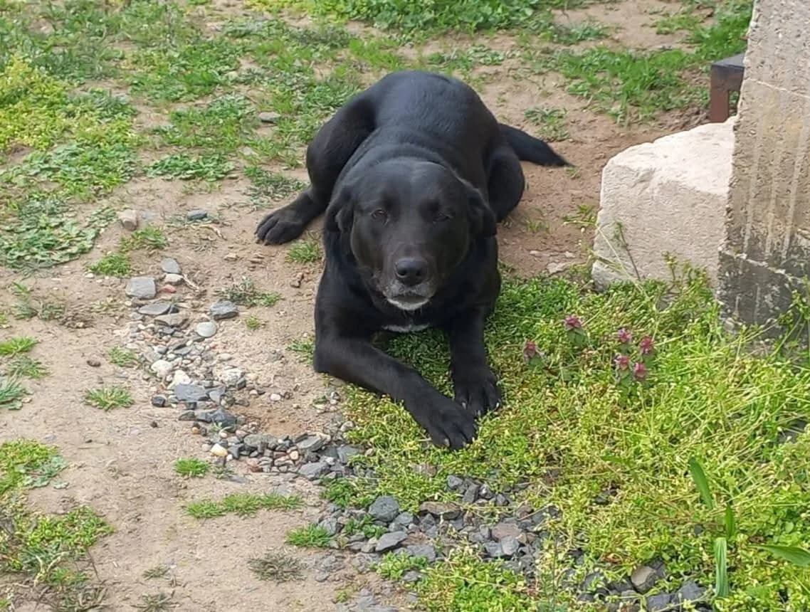 Delany, female young Mixed Breed for adoption at Ein Herz für Streuner e.V., München