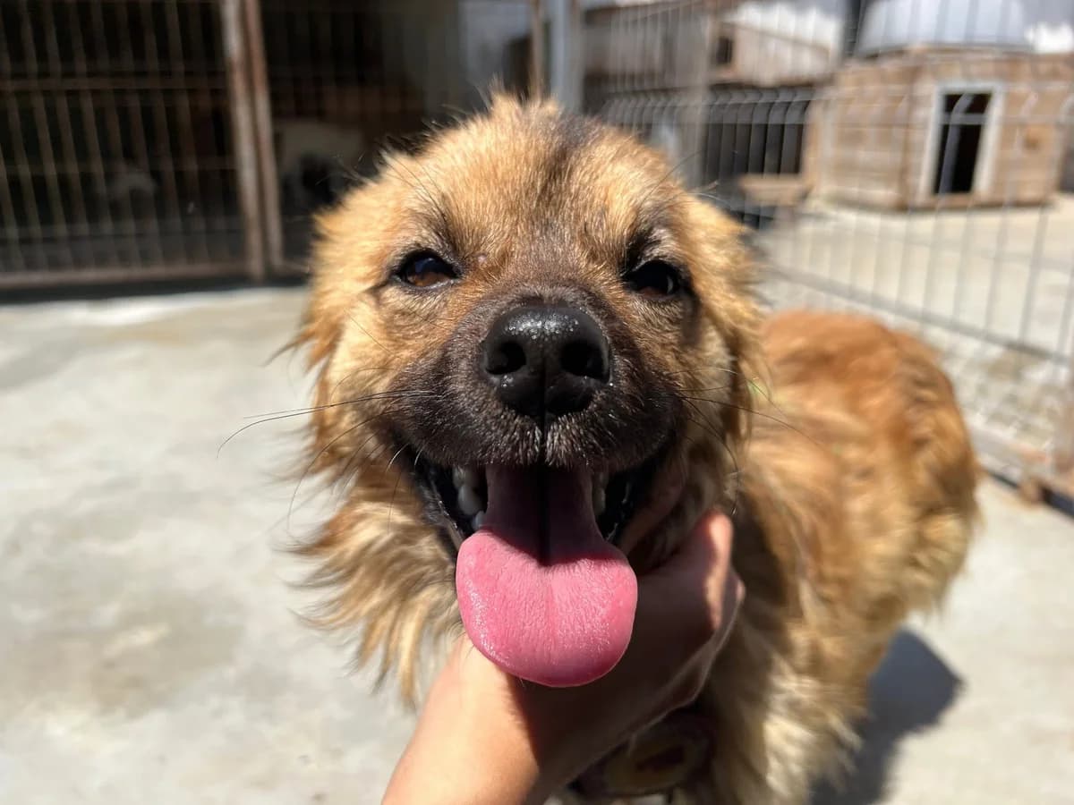 Deli, male 5yo Mixed Breed for adoption at Ein Herz für Streuner e.V., München