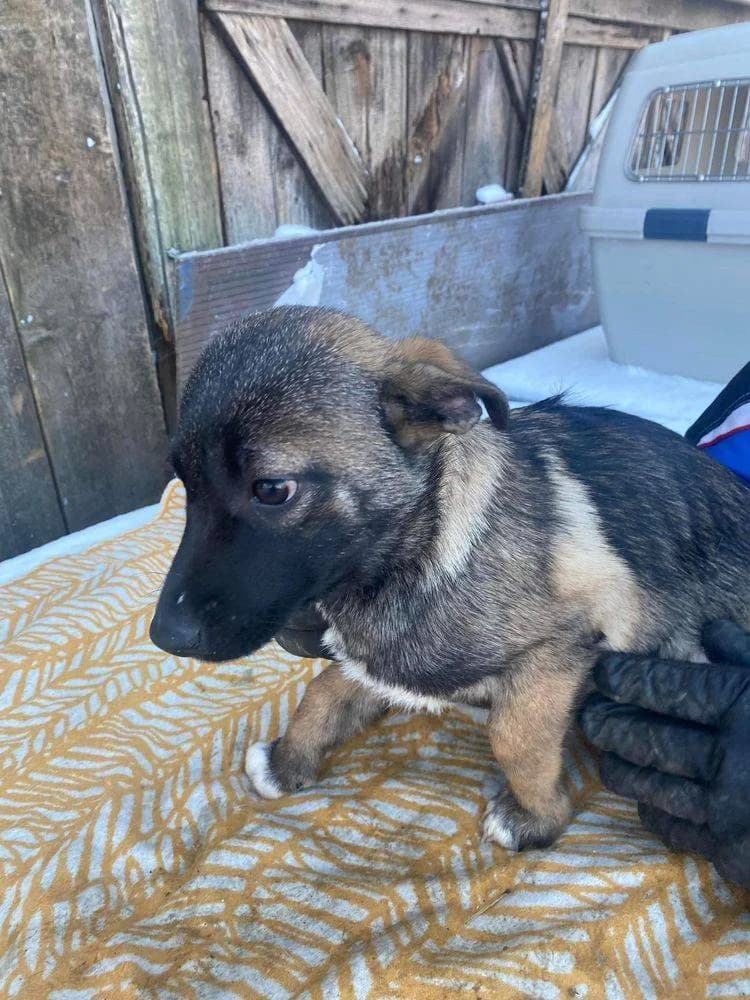Delia, puppy Mixed Breed for adoption at Ein Herz für Streuner e.V., München