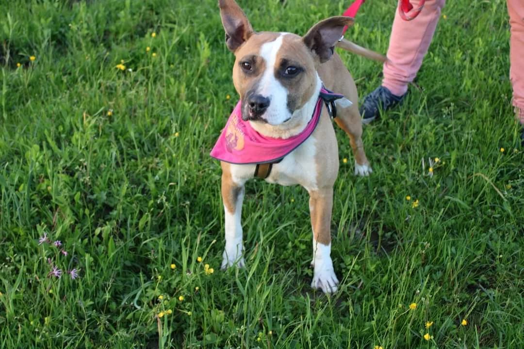 Delilah, female 7yo Mixed Breed for adoption at Ein Herz für Streuner e.V., München