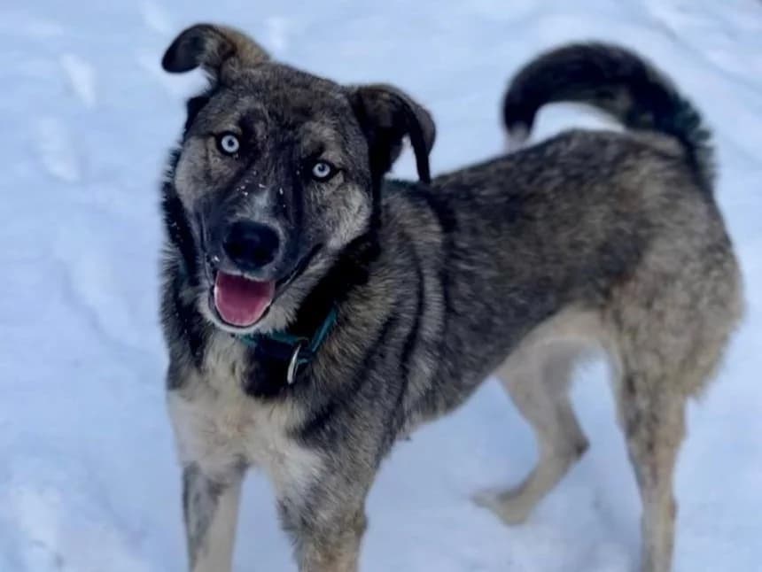 Demelza, female young Mixed Breed for adoption at Ein Herz für Streuner e.V., München
