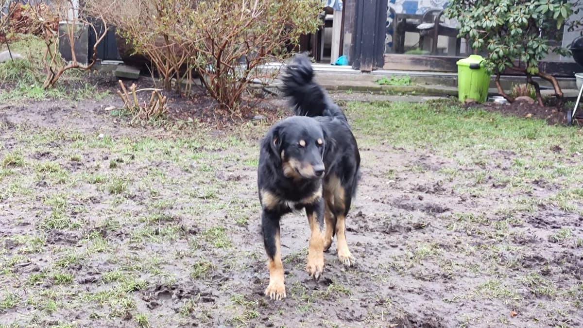 Demi, female puppy Mixed Breed for adoption at Ein Herz für Streuner e.V., München