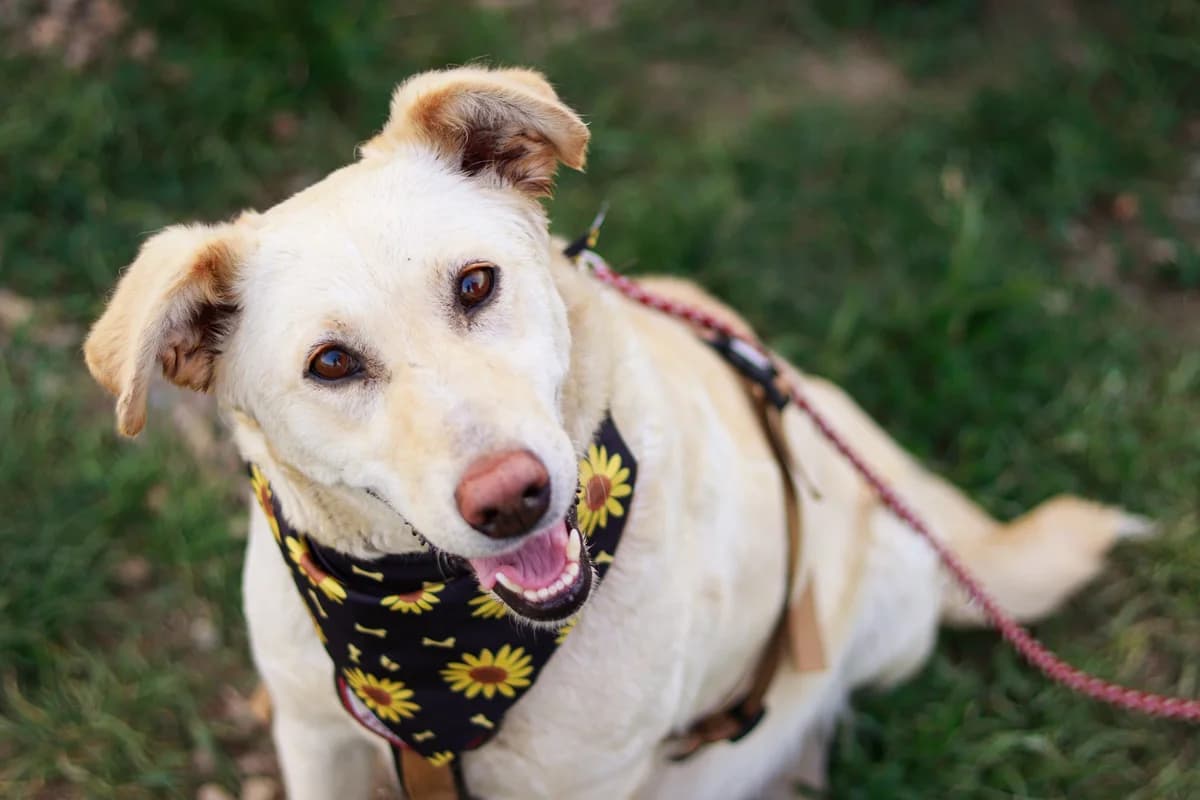 Demi, female young Mixed Breed for adoption at Ein Herz für Streuner e.V., München