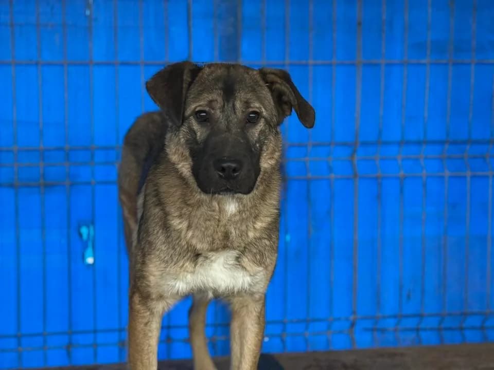 Dennis, male puppy Mixed Breed for adoption at Ein Herz für Streuner e.V., München
