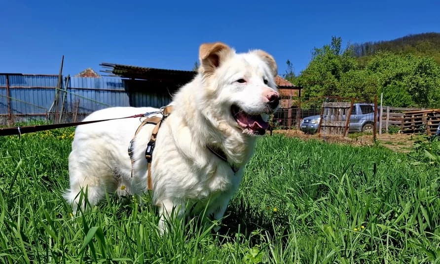 Denny, weiß male senior Mixed Breed for adoption at Ein Herz für Streuner e.V., München
