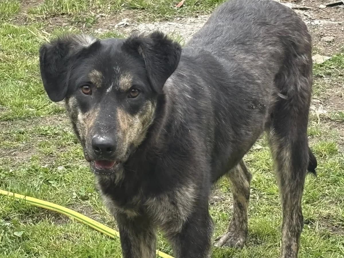 Denzel, male young Mixed Breed for adoption at Ein Herz für Streuner e.V., München