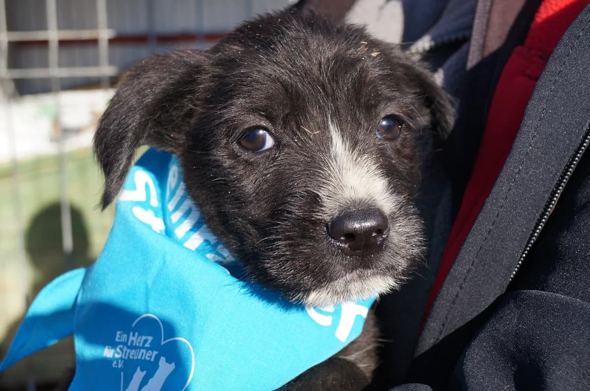 Descartes, male puppy Mixed Breed for adoption at Ein Herz für Streuner e.V., München