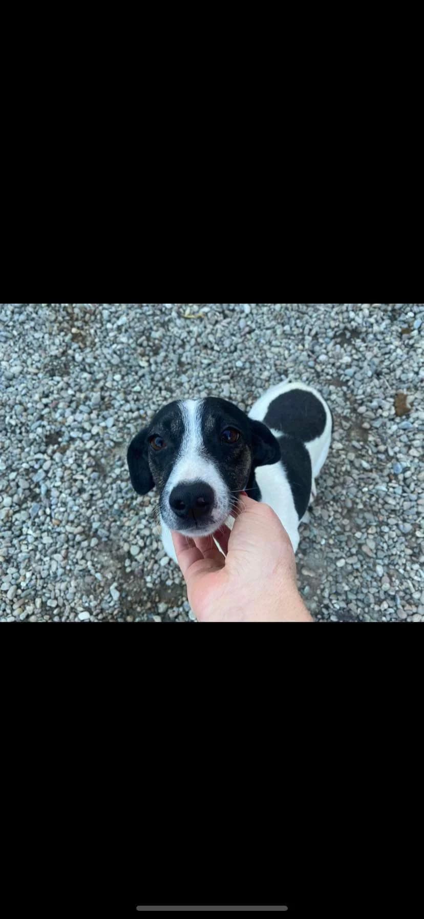 Desideria, Mixed Breed for adoption at Ein Herz für Streuner e.V., München