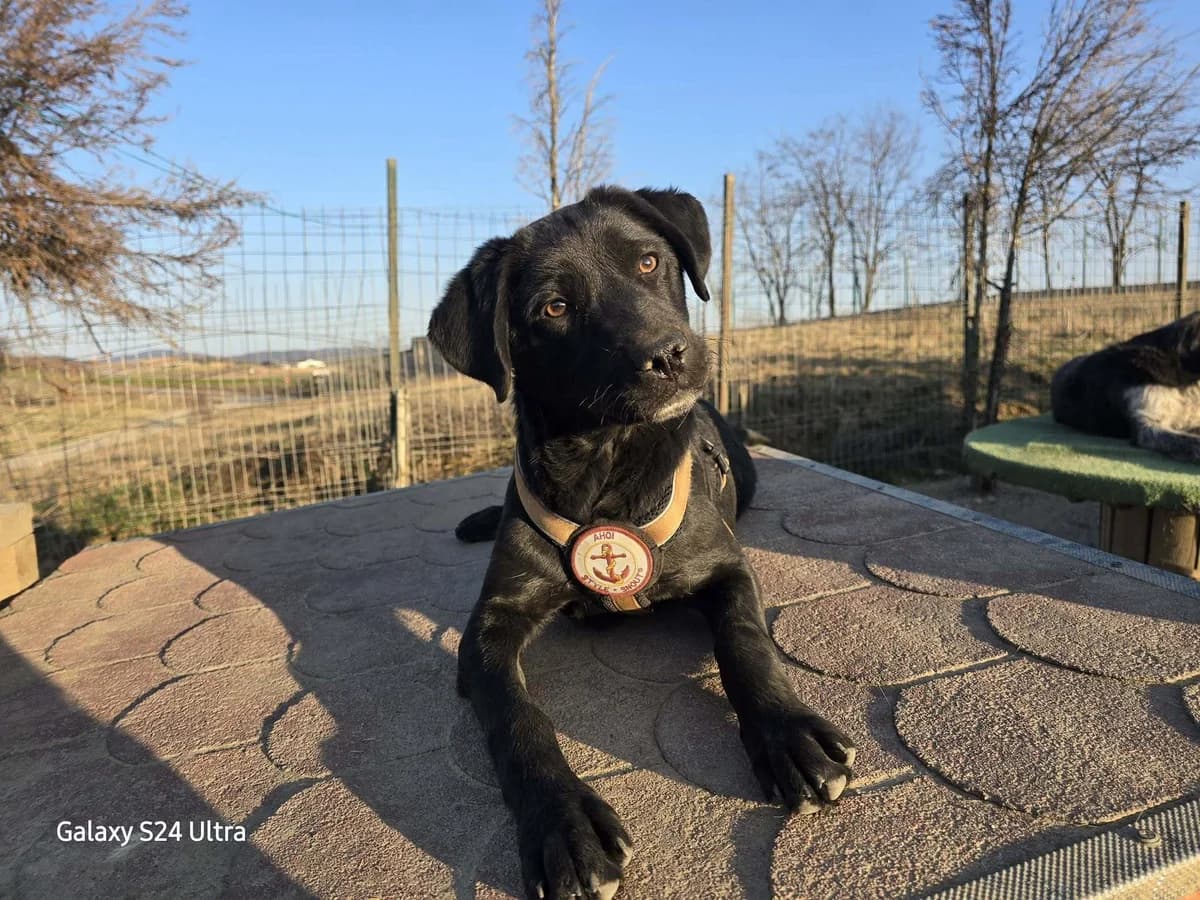 Destiny, female puppy Mixed Breed for adoption at Ein Herz für Streuner e.V., München