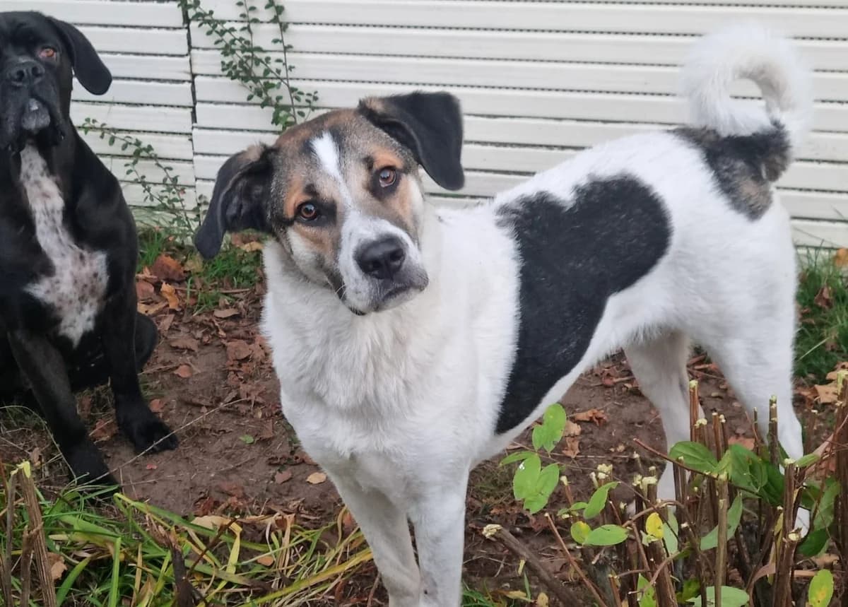 Deutzia, female 5yo Mixed Breed for adoption at Ein Herz für Streuner e.V., München