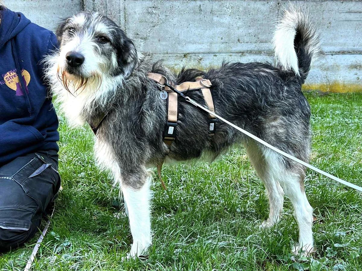 Devi, weiß female 3yo Mixed Breed for adoption at Ein Herz für Streuner e.V., München