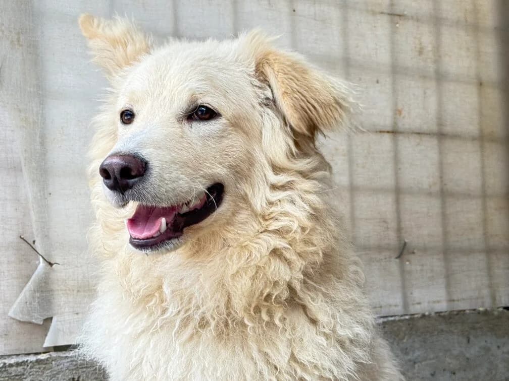 Dexter, creme male young Mixed Breed for adoption at Ein Herz für Streuner e.V., München