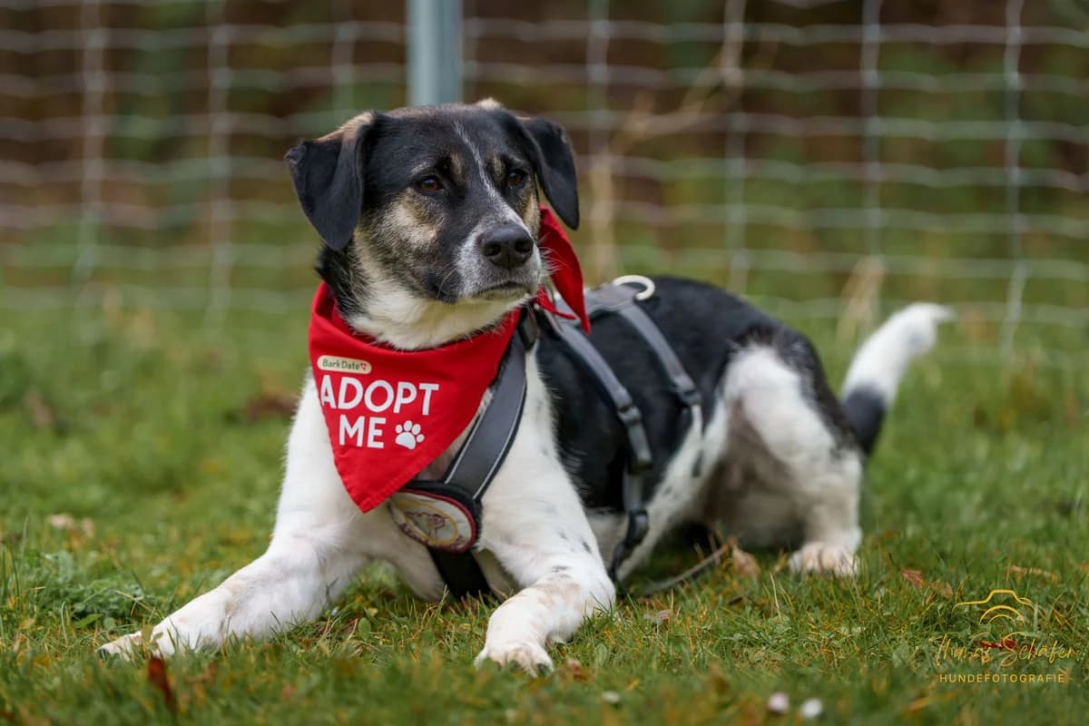 Diana, schwarz female 5yo Mixed Breed for adoption at Ein Herz für Streuner e.V., München