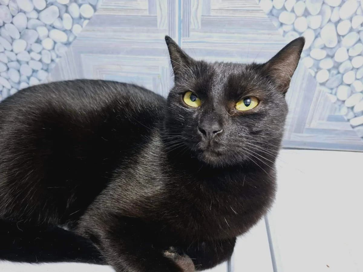 Diana, female 5yo Mixed Breed for adoption at Ein Herz für Streuner e.V., München