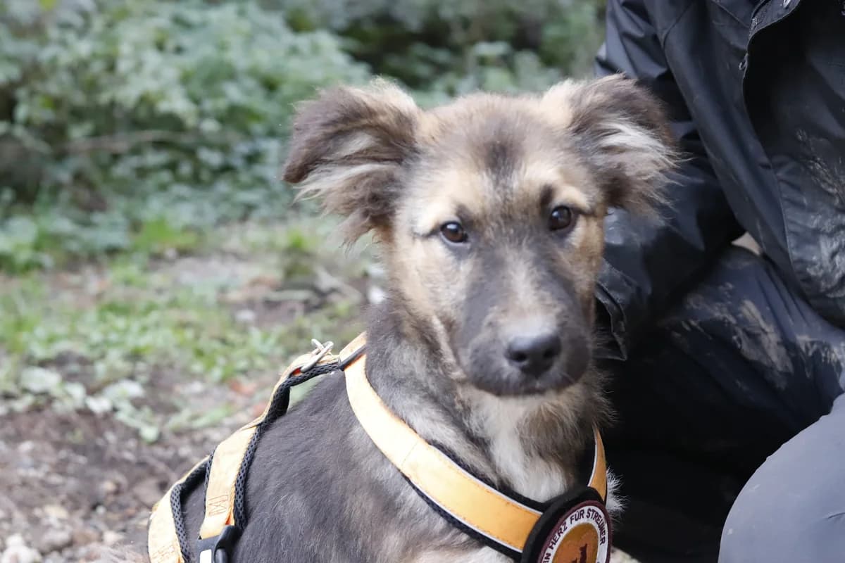 Diaro, male puppy Mixed Breed for adoption at Ein Herz für Streuner e.V., München