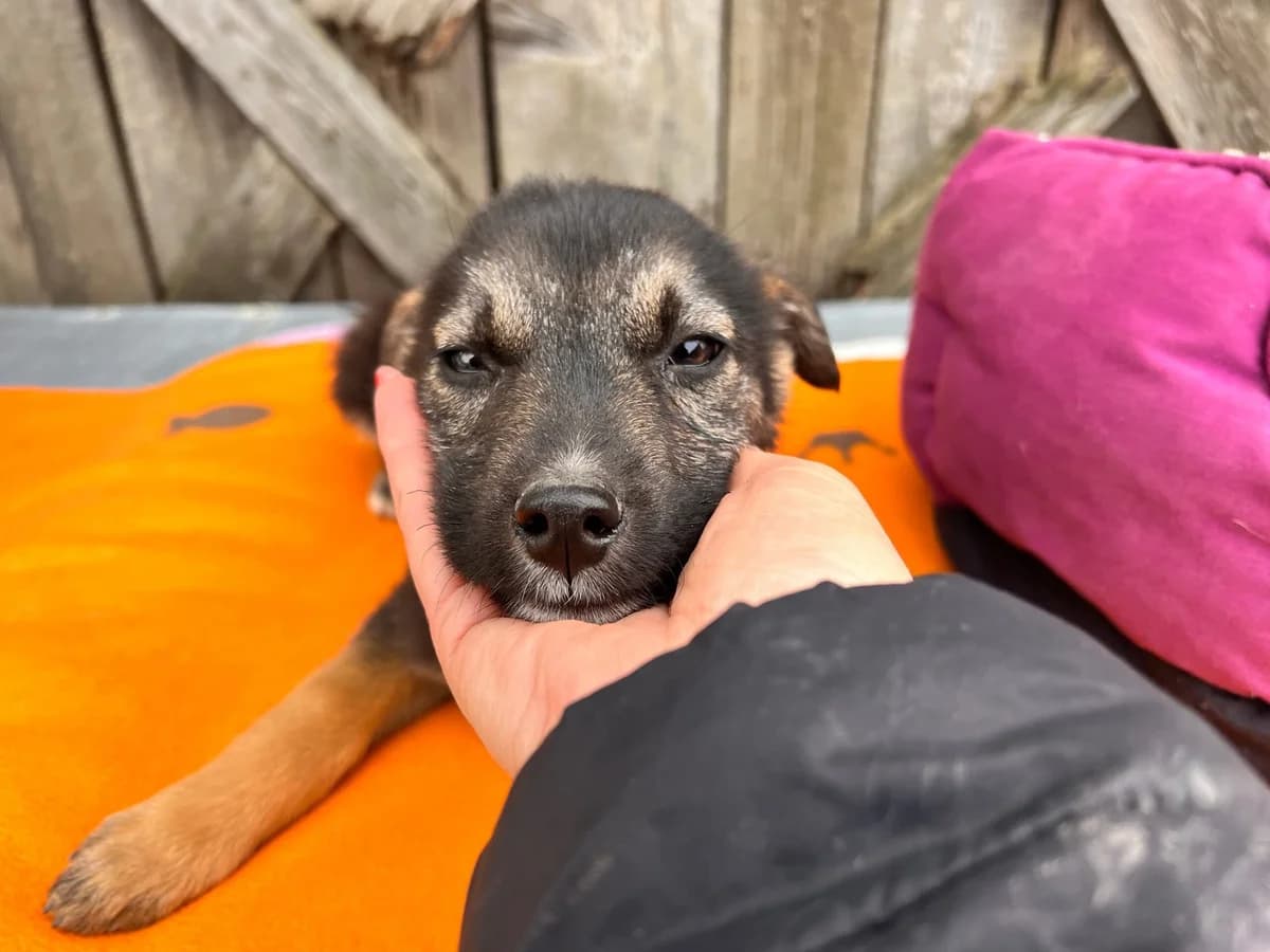 Dido, schwarz male puppy Mixed Breed for adoption at Ein Herz für Streuner e.V., München