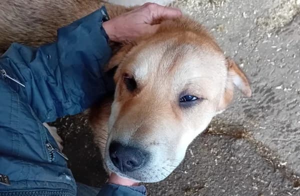 Diego, male 5yo Mixed Breed for adoption at Ein Herz für Streuner e.V., München
