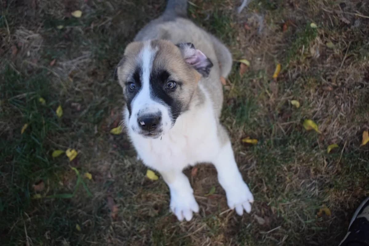 Diego, male puppy Mixed Breed for adoption at Ein Herz für Streuner e.V., München
