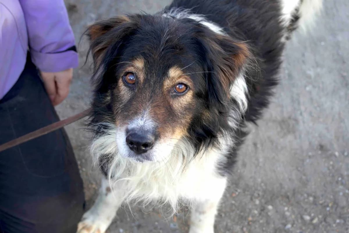 Diesel, schwarz male 5yo Mixed Breed for adoption at Ein Herz für Streuner e.V., München