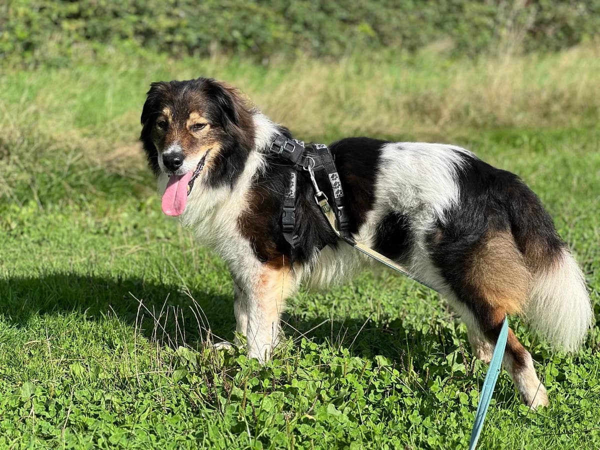 Diesel, schwarz male 6yo Mixed Breed for adoption at Ein Herz für Streuner e.V., München