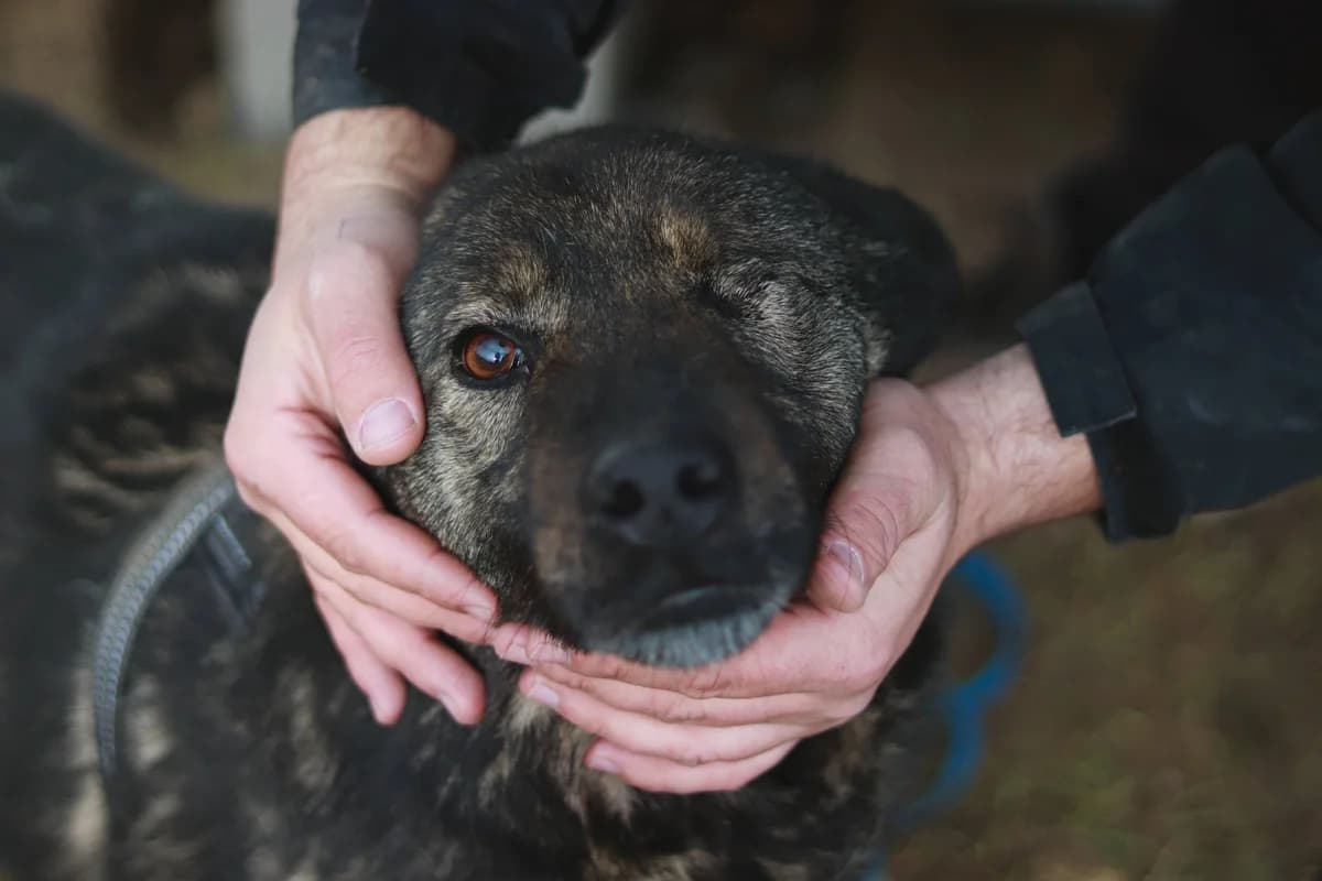 Dieter, braun male 6yo Mixed Breed for adoption at Ein Herz für Streuner e.V., München