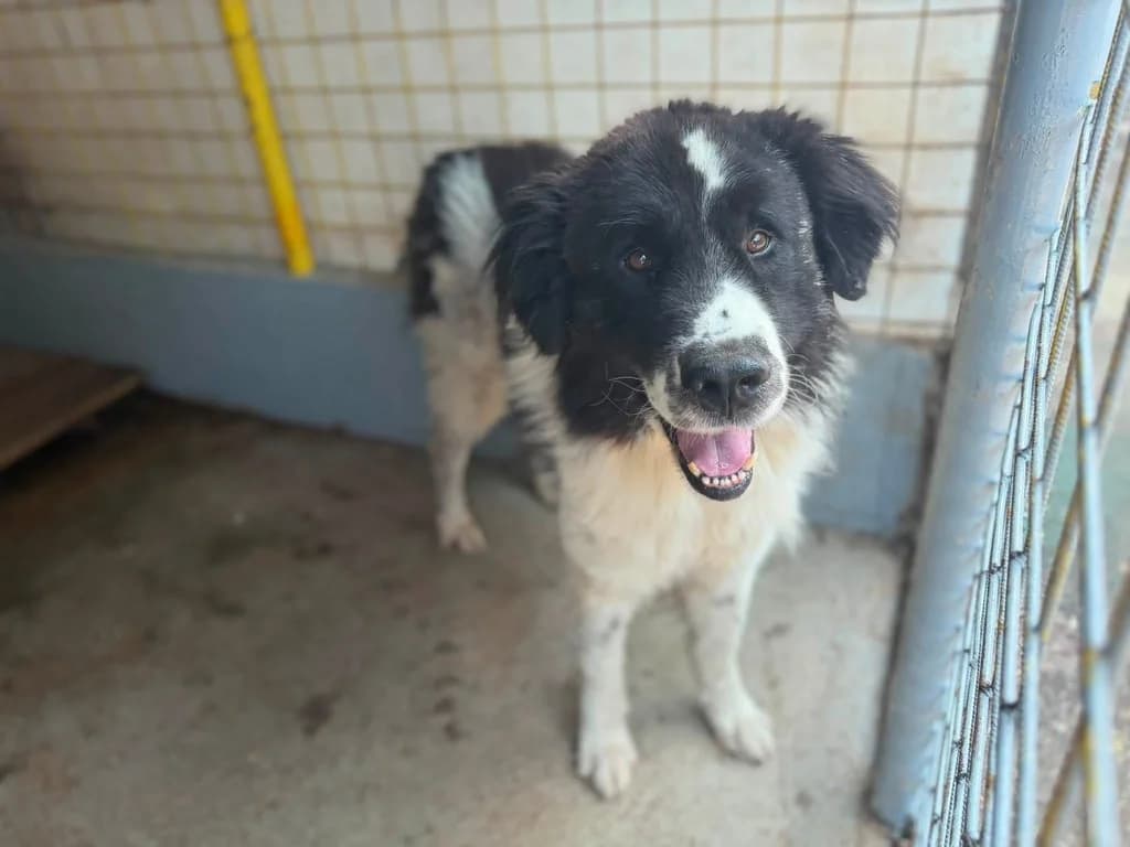 Diethard, schwarz male 6yo Mixed Breed for adoption at Ein Herz für Streuner e.V., München