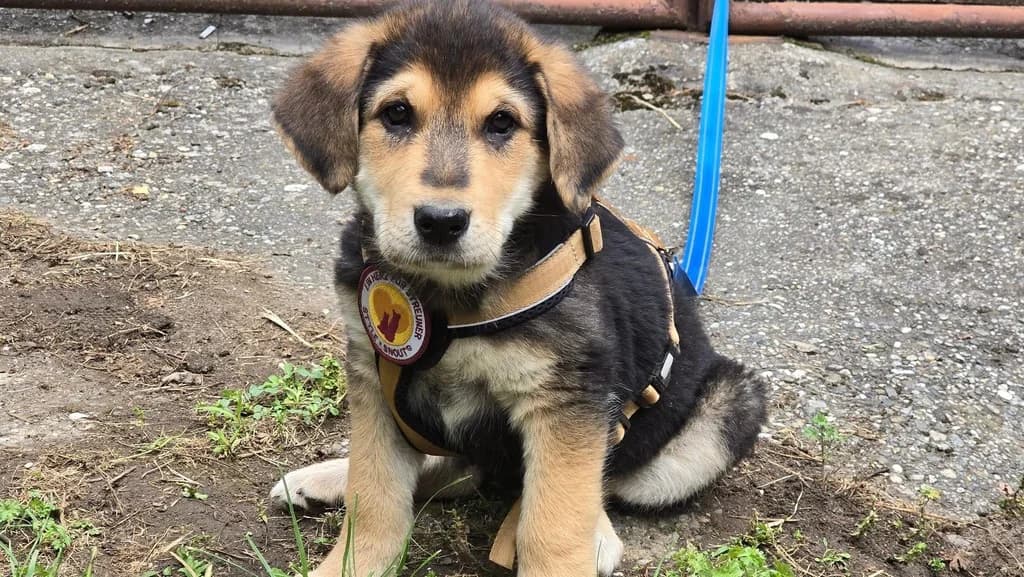 Dina, schwarz female puppy Mixed Breed for adoption at Ein Herz für Streuner e.V., München